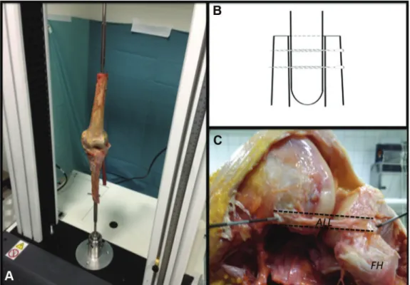 Fig 3. A sample load-elongation curve, here for specimen anterolateral ligament (ALL) 4