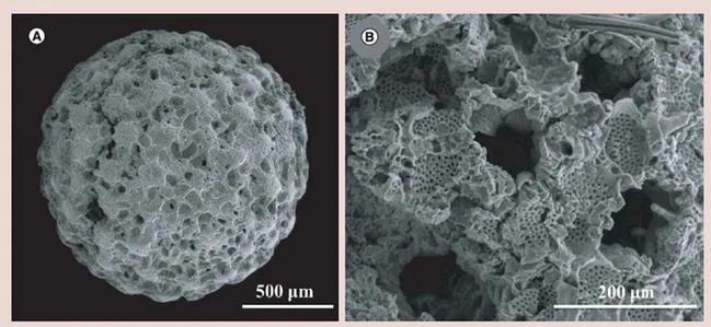 Figure  2. (A) Foraminifera  hydroxyapatite microsphere. (B) Enlarged degraded surface of  Foraminifera  hydroxyapatite structure within simulated physiological environment