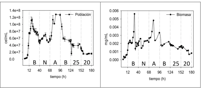 Figura 7.5.1.  Cinética de la  concentracion de células  y  biomasa  en  la  fermentación en  continuo con la  cepa  AR5  (S