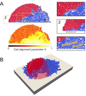 Fig. S1. Layering in SL mixtures is driven by the formation of wedge-like arrangements of L cells, which force S cells upward