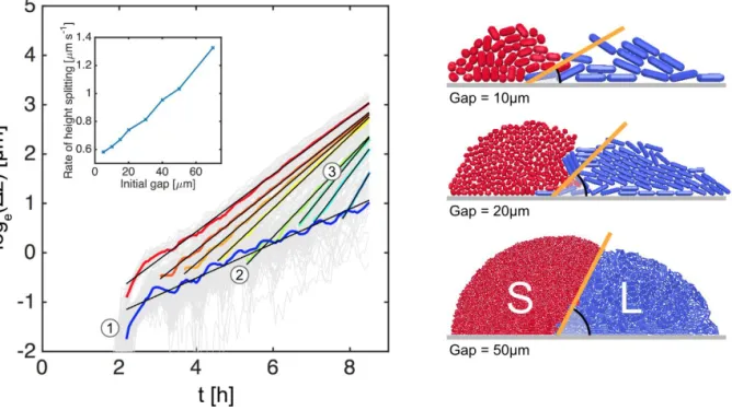 Fig. S3. Further analysis of the 2-group cell sorting experiments shown in Figure 3-B show that the cell layering rate increases with group size