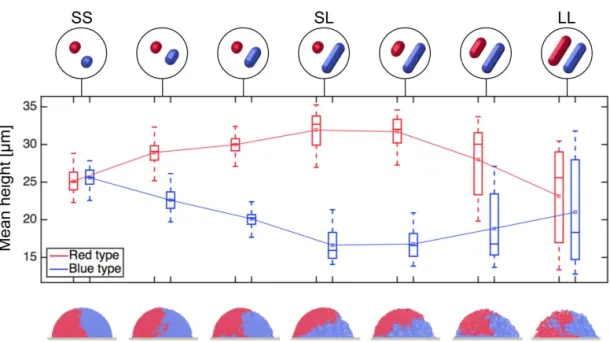 Fig. S5. Simulations using intermediate cell shapes show smooth transitions in strain height differentials between the SS, SL and LL cases discussed in Figure S2-A