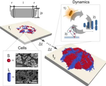 Fig. 2. Cell morphology affects self-organization in simulations of expo- expo-nential biofilm growth