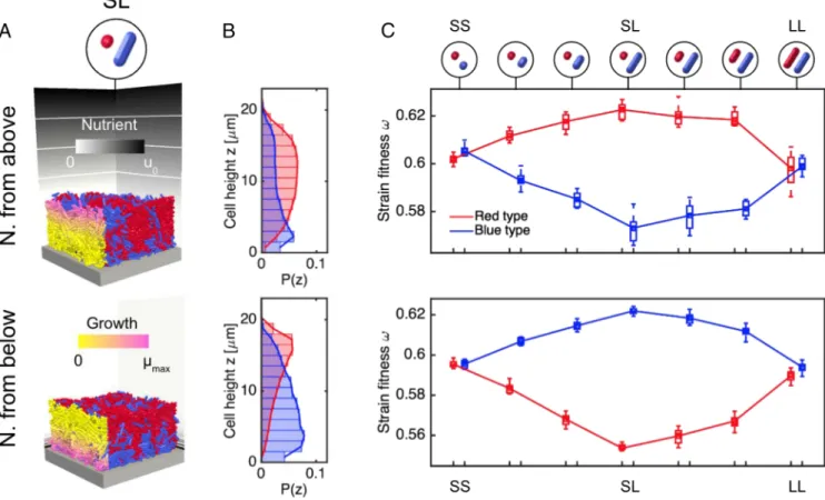 Fig. 3. Cell morphology influences strain fitness within colonies. (A) Competition between different cell shapes is simulated by growing biofilm sections under nutrient-limited conditions