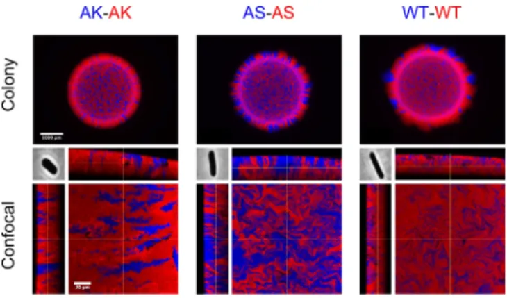 Fig. 3A provides example snapshots of both simulation scenarios, showing colonies grown from 1:1 SL cell mixtures after 12 h of growth