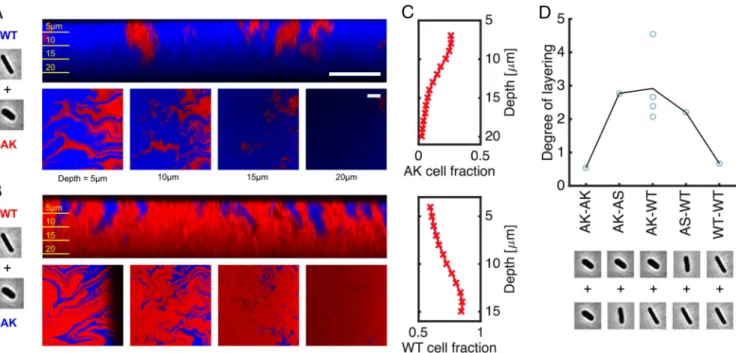 Fig. 5. Mixed-morphotype colonies reproduce the layering phenomena predicted by simulations