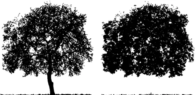 Figure 16 - Side view of tree number 2 showing the results of the separation between laser beam  returns originating from wood (left side) and foliage (right side) based on the return intensities