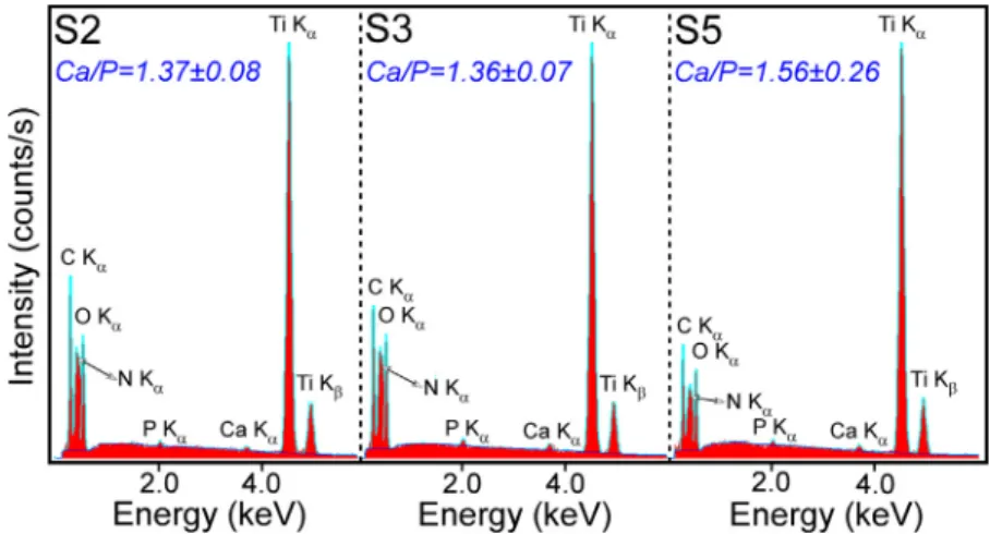 Fig. 4. EDS spectra collected in various regions of CHT-BmAp C-MAPLE blended ﬁlm.