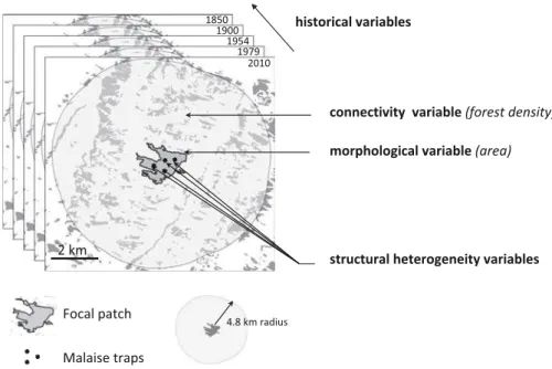 Fig. 2 A combination of factors including structural heterogeneity, area, connectivity and historical continuity was measured at local to landscape scale to explain the spatial patterns of forest hoverfly species richness