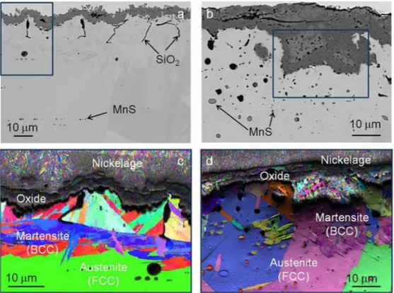 Fig. 4. Representative cross-sections (transversal axis of the samples) of the oxide scales formed on the surface after 50 h isothermal oxidation at 1000 ◦ C under ﬂowing synthetic air and EBSD map of crystallographic orientation of the oxidized steels AIS