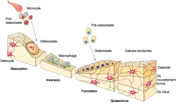 Figure 1. Les phases du remodelage osseux. 