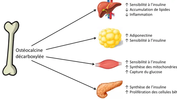 Figure 6. Les diverses fonctions proposées de l’ostéocalcine décarboxylée sur la sécrétion et la sensibilité à  l’insuline