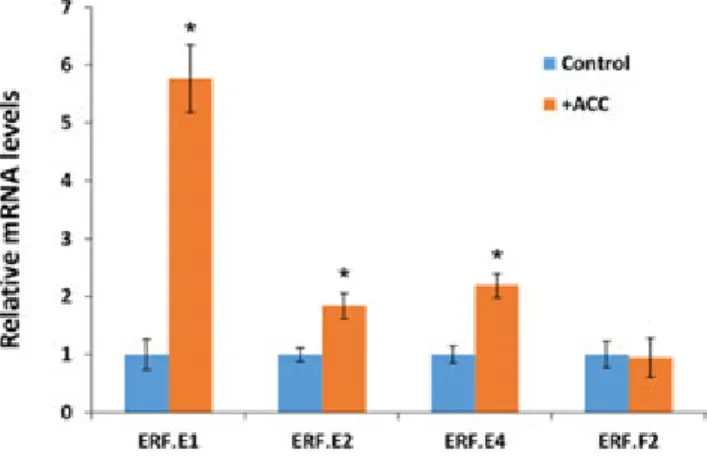 Figure 7. Ethylene regulation of ripening-associated ERFs. Wild-type fruits at MG stage were treated with 1-aminocyclopropane-1-carboxylic acid (ACC) solution by direct injection through the calyx end (Su et al., 2015), and then RNA was extracted 96 h afte