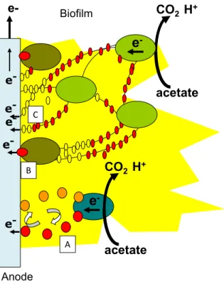 Figure 3 : Schéma des différents mécanismes impliqués dans le transfert d’électrons : (A) Transfert indirect via des médiateurs  ou  des  produits  de  fermentation ;  (B)  transfert  direct  via  les  cytochromes ;  (C)  transfert  direct  via  des  pilis