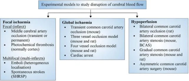 Figure 1-2. Classification of different experimental models of ischemic stroke  