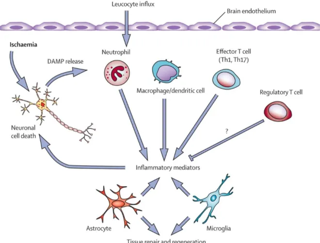 Figure 1-3. Inflammatory mechanisms after stroke 