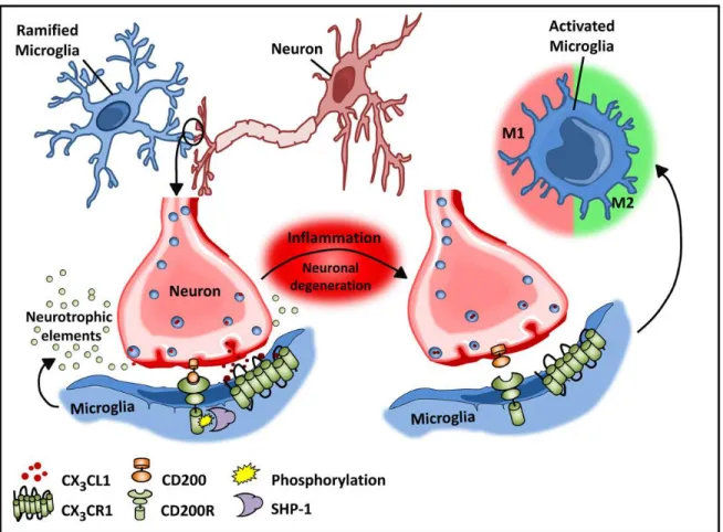 Figure 1-4. Microglial-neuronal interactions in health and disease 
