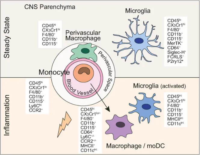 Figure 1-5. Central nervous system myeloid cells and their defining lineage markers in  steady state and following brain inflammation  