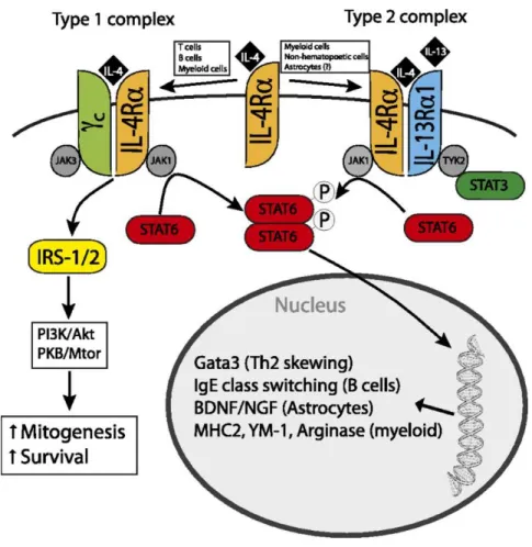 Figure 1-6. IL-4 signaling pathways 