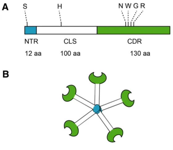 Figure 1-7. Structure of Gal-3 