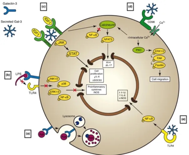 Figure  1-8.  Possible  mechanisms  underpinning  the  effects  of  Gal-3  on  microglia  polarization 