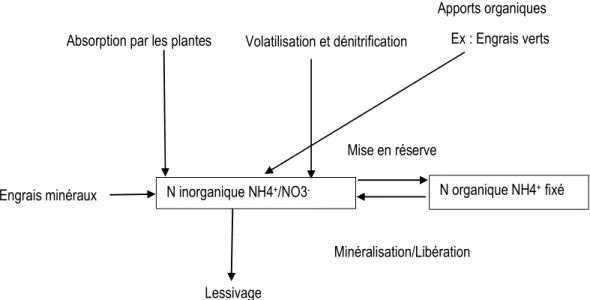 Figure 1 : Cycle de l’azote (N) (adapté de Tremblay et al., 2010). 