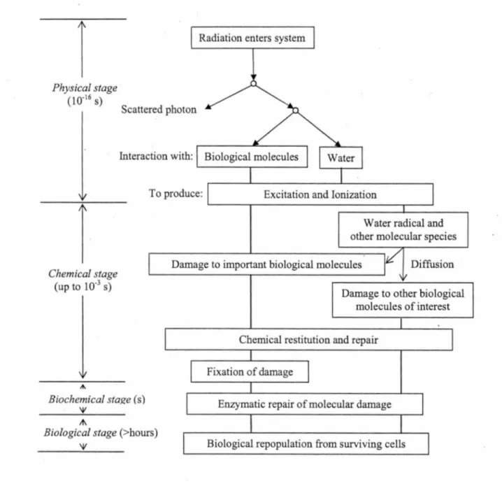 Figure  1.  A  diagrammatic  representation  of the  processes  from  energy  transfer  to  final  biological  damage