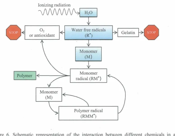 Figure  6.  Schematic  representation  of the  interaction  between  different  chemicals  in  a  polyacrylamide  gel  dosimeter