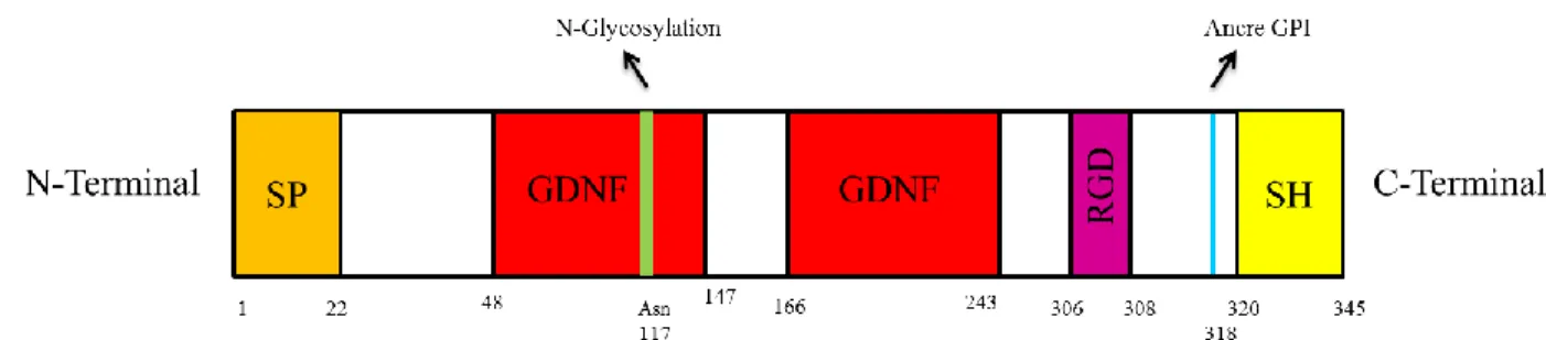 Figure 1 : La protéine humaine GAS1 : Elle est constituée d’un signal peptide (a.a 1 à 22) à son extrémité  N-terminal, de 2 domaines GDNFs (a.a