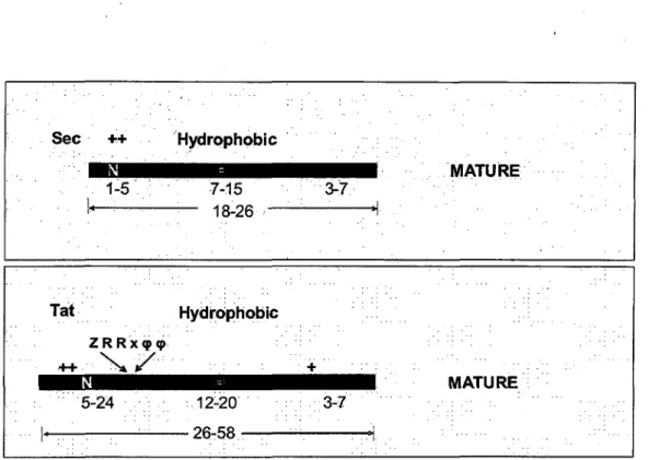 Figure 3: Comparison of the tripartite structure of Sec and Tat signal peptide sequence