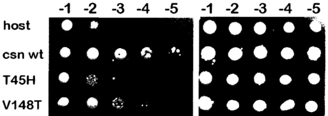 Figure 1: Spot test for growth of E. coli strain JM109 expressing various levels of N174  chitosanase