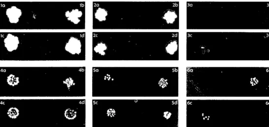 Figure 2: Minimal inhibitory concentration of chitosan for E. coli DH5a strains expressing  chitosanases with different relative activities