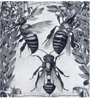 Figure 6 : Première figure d’Apis mellifera examinée sous microscope (d’après Frederigo Cesi, 1625,  Apiarium).