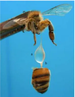 Figure 15 : Jabot de l'abeille rempli de nectar. a. Le jabot b. Le proventricule (d’après Olofsson et  Vásquez, 2008) 