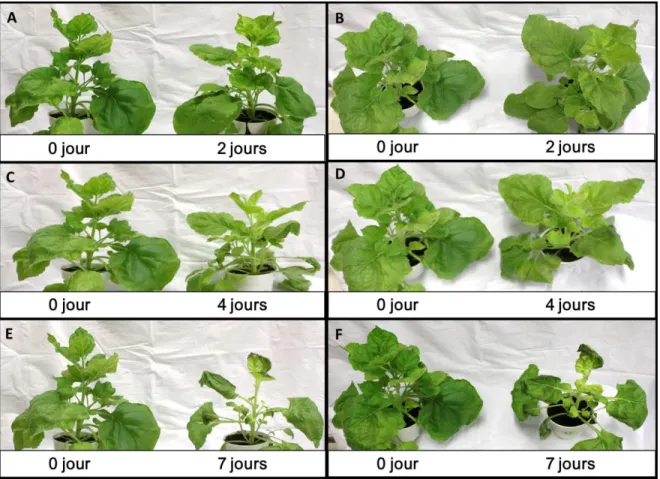 Figure  2.2.  Influence  du  nombre  de  jours  d’obscurité en phase d’incubation sur le phénotype des  plantes agroinfiltrées