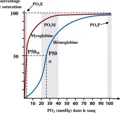 Figure 14 : Courbes de saturation en oxygène de la myoglobine et de l’hémoglobine (d’après  Gauthier E., 2010)