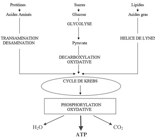 Figure 15 : Métabolismes glucidique, lipidique et protéique aboutissant à la formation  d’énergie en présence d’oxygène (Bonnefis C., 2005) 