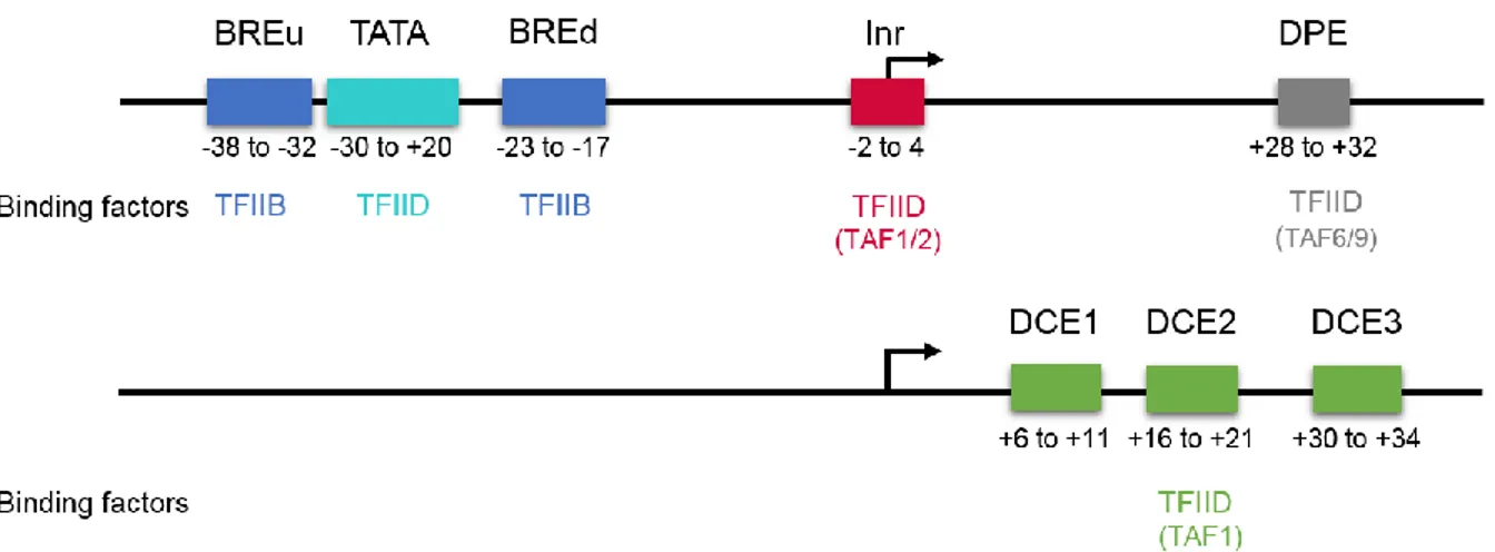 Figure  1.1:  Les  éléments  régulateurs  composant  le  core  promoter.  Les  promoteurs  des  gènes  humains  sont  constitués  d’une  combinaison  variable  d’éléments  régulateurs