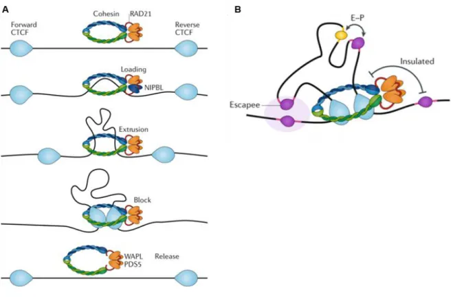 Figure  1.4:  Le  modèle  de  loop  extrusion.  D’après  [92].  (A)  Le  complexe  cohésine  est  chargée  sur  la  chromatine  par  le  facteur  de  recrutement  NIPBL