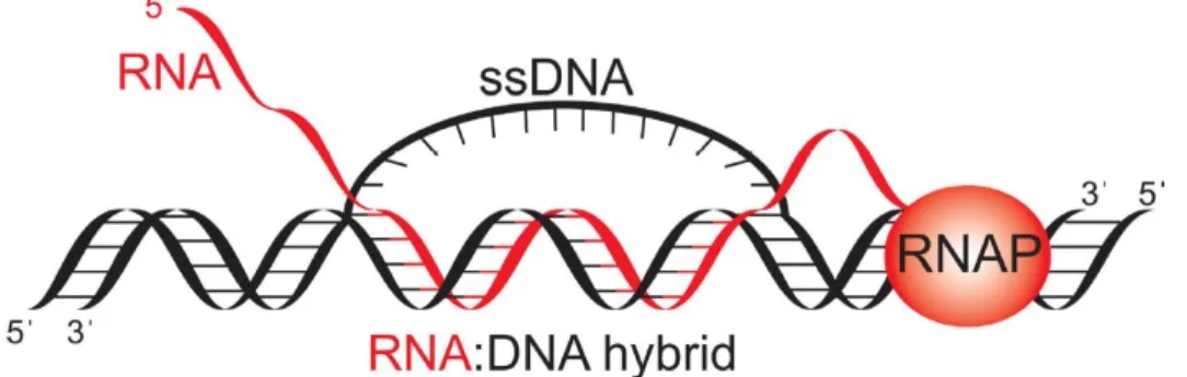 Figure  1.7:  La  structure  des  R-loops.  D’après  [197].  Les  R-loops  sont  des  structures  hybrides ARN/ADN formées au cours du processus de transcription