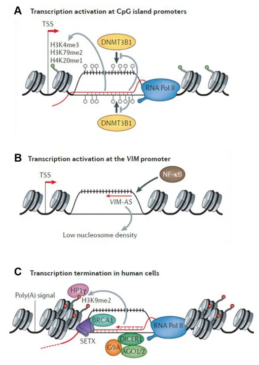 Figure  1.8:  Les  R-loops  régulent  la  transcription  en  modulant  l’architecture  de  la  chromatine