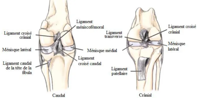 Figure  n°5 :  Structures  ligamentaires  de  l’articulation  du  grasset  gauche  (Evans,  DeLahunta 2013) 