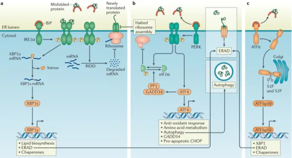 Figure 1 : Protéines mal repliées dans l’ER et UPR 