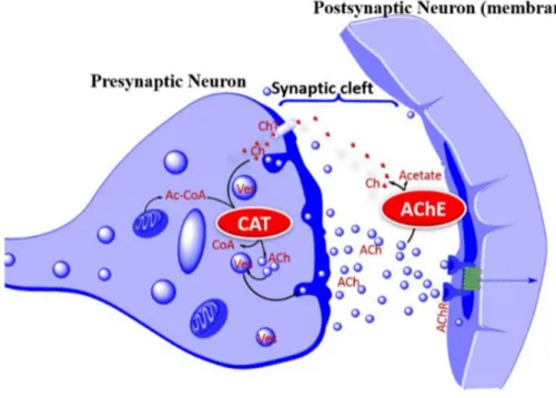 Figure 5 : Cycle de l’acétylcholine. Dans les structures présynaptiques, la choline acétyle  transférase  (CAT)  transforme  la  choline  (ch)  et  l’acétyle  Coenzyme  A  (AcCoA)  en  acétylcholine (Ach)