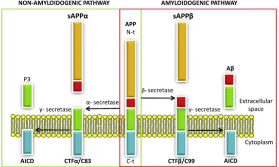 Figure 6 :  Le clivage de la protéine APP . Le clivage de la protéine APP par la  sécrétase  et la  sécrétase permet la production du peptide A dans l’espace extracellulaire (rectangle  vert et rouge), d’un fragment N-terminal sécrété (secreted APP sA
