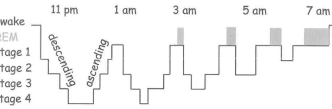 Figure 9 : Schéma représentant le cycle du sommeil. Pendant le sommeil, chez l’homme,  le cerveau va reproduire le cycle sommeil NREM (stade 1 à 4) et sommeil REM environs 4  fois
