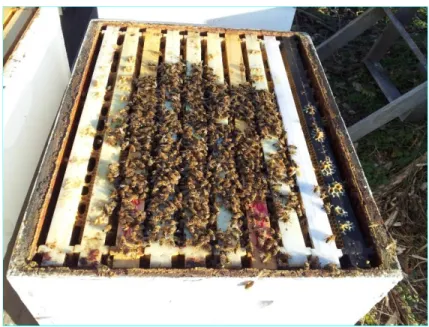 Figure 2.3 : Abeilles en grappe vues du dessus de la ruche.  