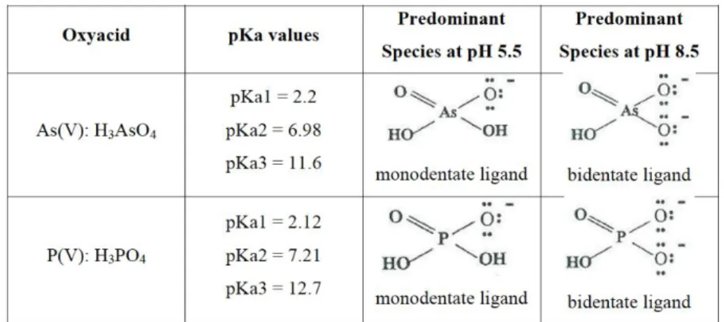 Figure 2. Chemical similarities between arsenic and phosphorus (Padungthon, 2013). 