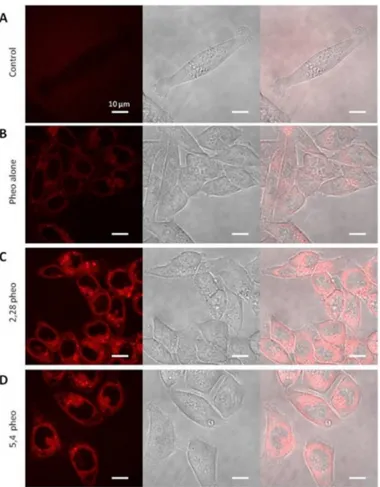 Figure 5. Cellular internalization of Pheo-a observed by confocal microscopy. PEO-PCL micelles loaded  with Pheo-a at a ratio of 1/30