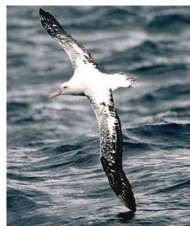 Figure 1  Wandering albatross in flight with wing tip   feathers just touching the surface (see online   version for colours) 